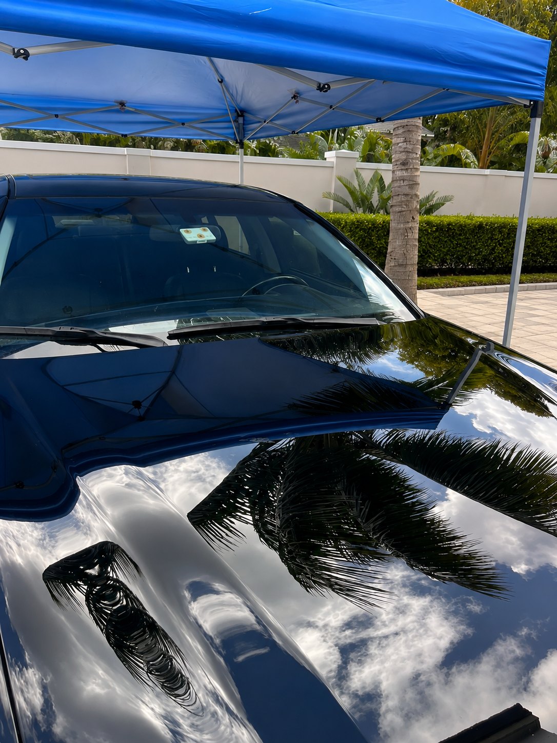 Black car hood after paint correction with a deep mirror-like gloss reflecting palm trees and sky